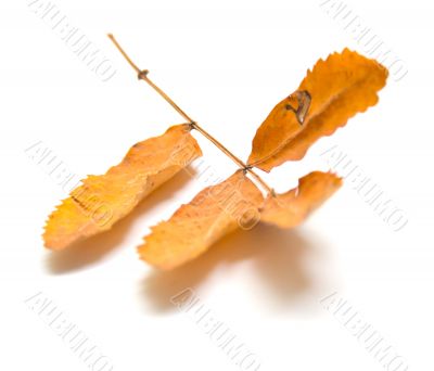 Autumn leaf