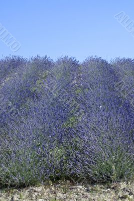 Conero (Ancona) - Field of lavender