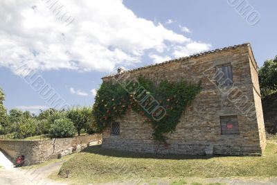 House with plant in flower