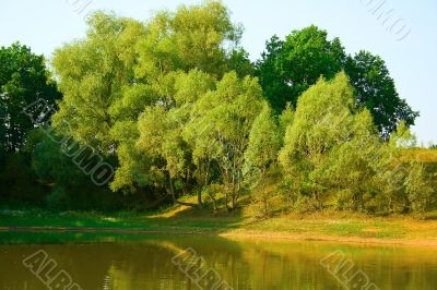Summer landscape