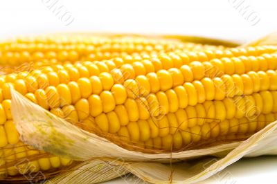 Freshly harvested corn