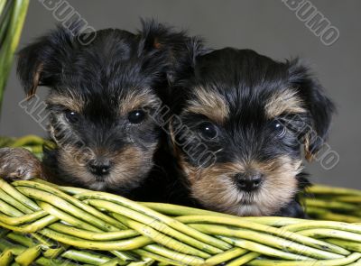 Yorkshire terrier