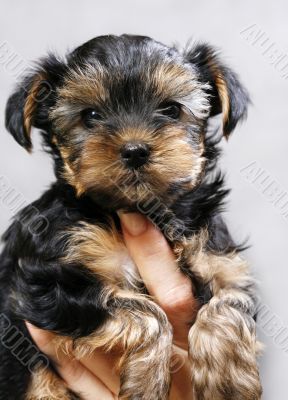 Yorkshire terrier