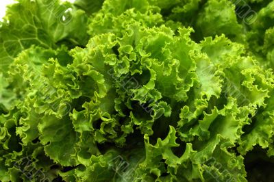 Lettuce close-up