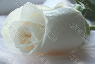 white rose on the pillow
