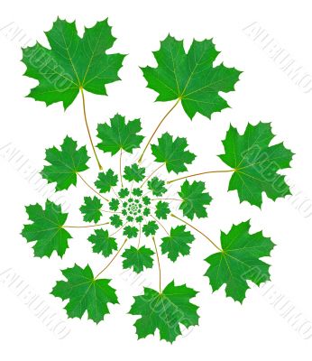 Maple Leaf Pattern