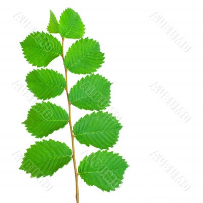 Branch with Leaves