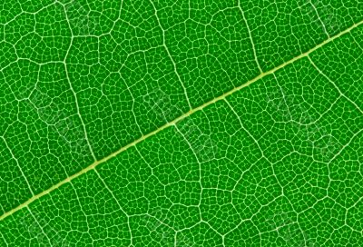 Detailed Green Leaf