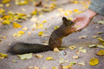 Feeding of the squirrel