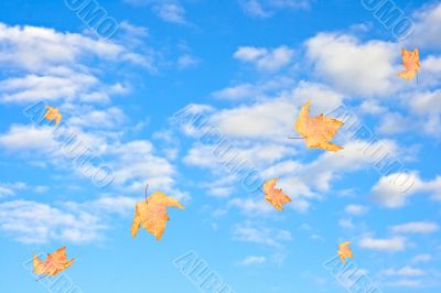 autum leaves
