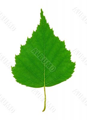 Birch Leaf