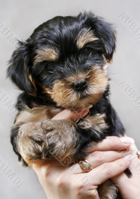 Yorkshire terrier