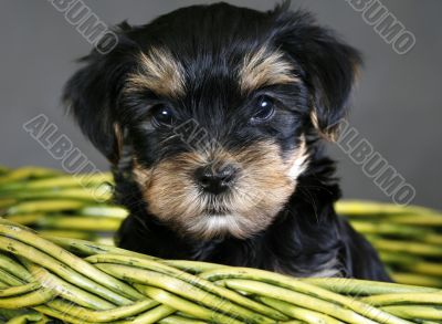 Yorkshire terrier