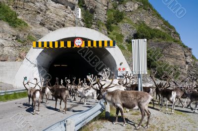 deers in tunnel