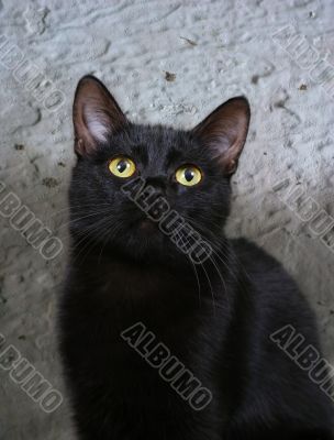 Black cat