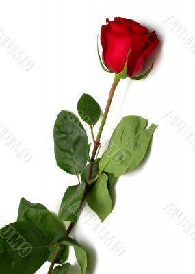 Red rose