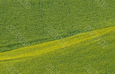 Marche (Italy) - Field of sunflowers