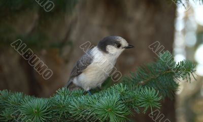 Grey Jay