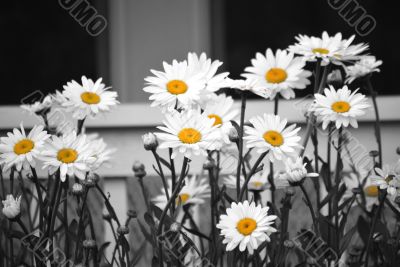 camomile from garden