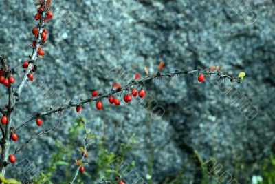 cornelian cherries on branch