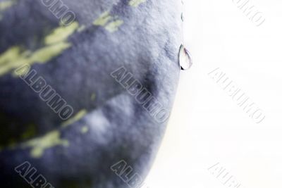 Green leaf with waredrops