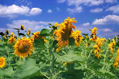 amazing sunflower and blue sky background