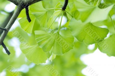 Ginkgo biloba leaf.