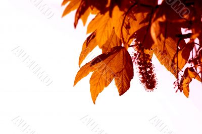 red leaves, shallow focus on the withe background