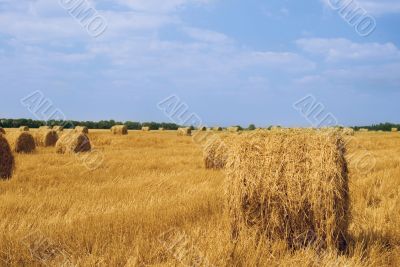 Field after harvest