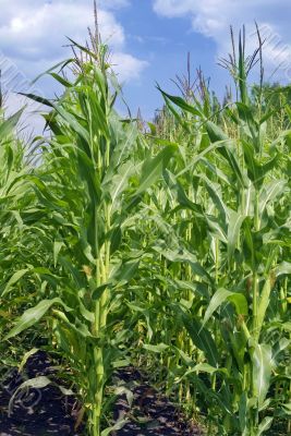 corn in field on the blue sky