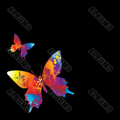 butterfly visable