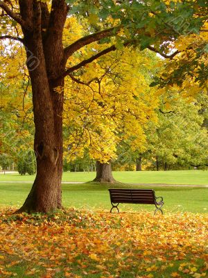 City park in autumn