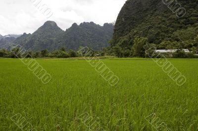 Rice field in Laos, Vang Vieng