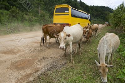Main street in Laos