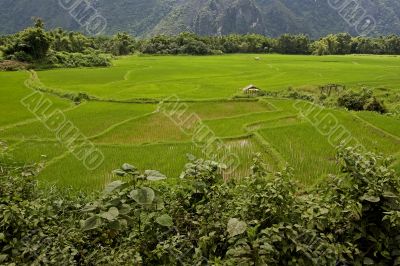 Rice field in Laos, Vang Vieng