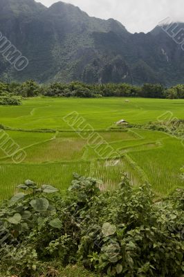 Rice field in Laos, Vang Vieng