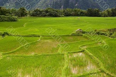 Rice field in Laos, Vang Vieng