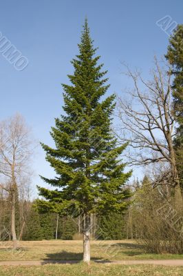 Fir-tree