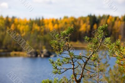 Evergreen and autumn