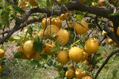 Large lemons