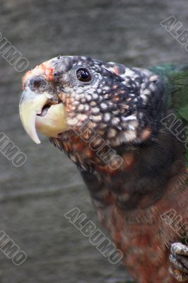 Green parrot closeup