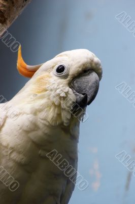 Citron-crested cockatoo
