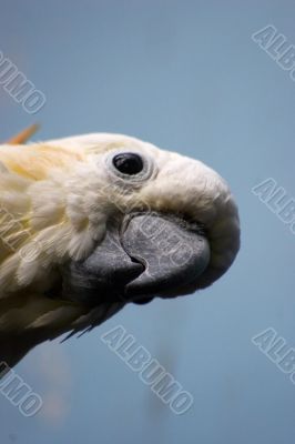 Curious cockatoo