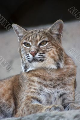 Persian lynx