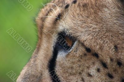 Cheetah head