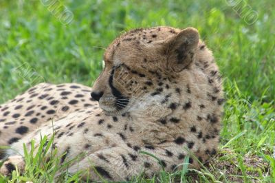 Resting cheetah