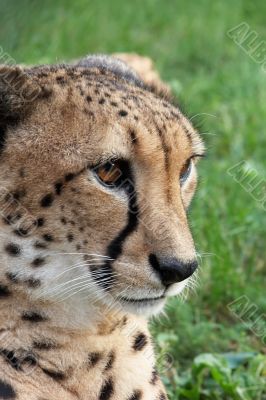 Tame cheetah