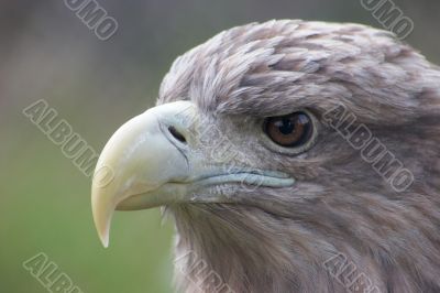 Eagle portrait