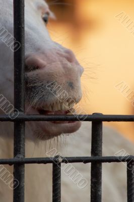 Horse biting cage bars