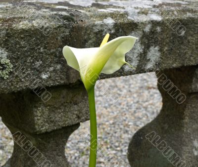 Flower calla against a stone protection of city manor

